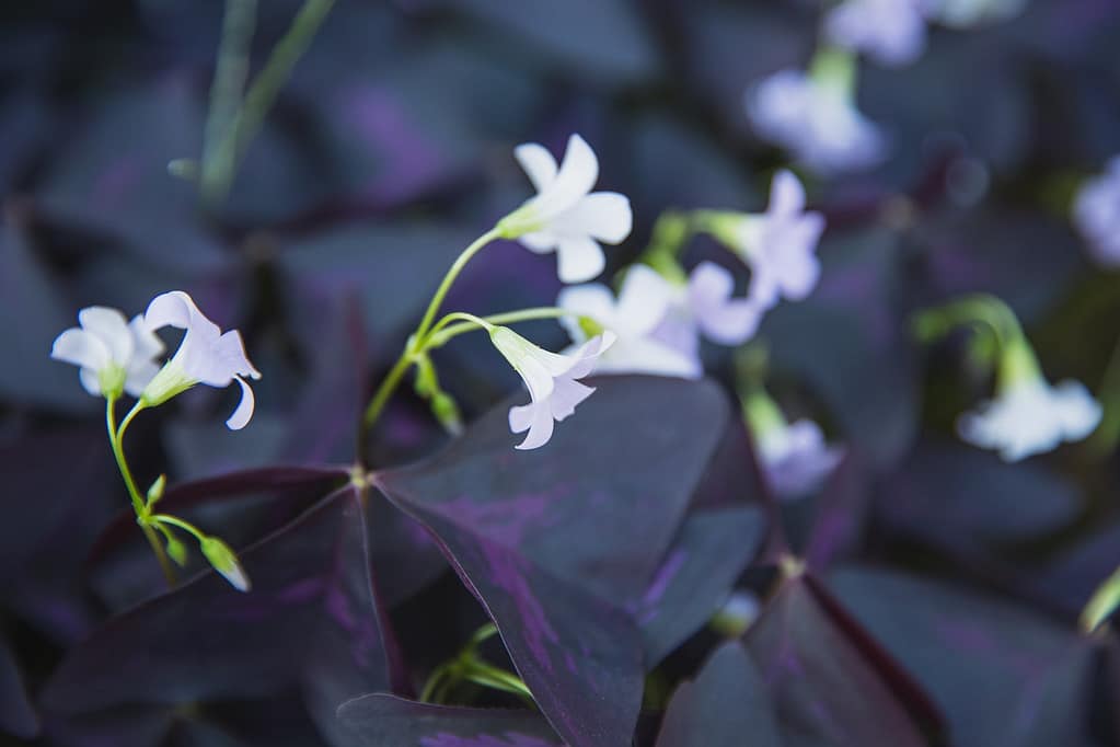 blooming oxalis triangularis with purple leaves